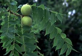 Image result for Juglans