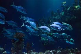 Jenis ikan karang laut dangkal menyelam ditemani beragam ikan di pantai nglambor youtube baru tempat pinjam uang. 10 Kosakata Nama Nama Ikan Dalam Bahasa Makassar