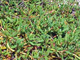 Image result for Sesuvium portulacastrum