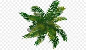 Palm Oil Tree Clipart Tree Leaf Plant Transparent Clip Art Trees To Plant Tree Plan Png Family Tree Background