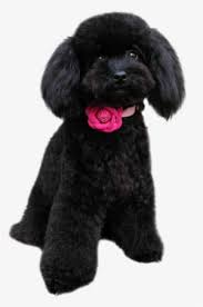 We pride ourselves on raising friendly, balanced, healthy and beautiful poodles. Poodle In Png Black Poodle Puppy Png Transparent Png 730x1095 Free Download On Nicepng