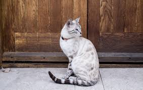 Brown, silver & snow bengals. Deluxe Cattery Bengal Cat Breeders Bengal Kittens For Sale