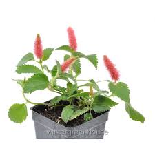 Image result for Acalypha fimbriata