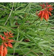 Image result for Aloe cooperi