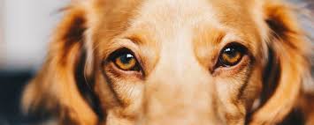 Botten bieden veel gezondheidsvoordelen voor uw hond, daarom geven veel mensen ze aan hun honden. Hond Is Bang Voor Onweer Wat Te Doen Hondencoach Aniek Wendt