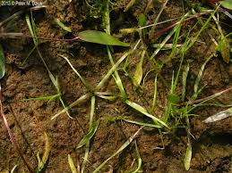 Image result for Limosella