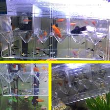 How to choose your betta breeding pair. Usd 7 04 Breeding Tank Fish Fry Hatching Box Fish Isolated Peacock Fish Breeding Tank Hatching Tropical Fish Larvae Yield Room Extra Large Wholesale From China Online Shopping Buy Asian Products