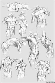 Learn how to draw man's body muscles torso anatomy for a muscular guy or superhero type step by step and easy to follow drawing video tutorial. Torso Anatomy Drawing At Paintingvalley Com Explore Collection Of Torso Anatomy Drawing
