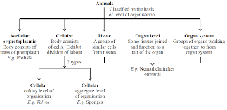 Whereas the defining cell type for the sponges is the choanocyte, the defining cell type for the cnidarians is the cnidocyte, or stinging cell. Animal Kingdom Biology Notes For Neet Aiims Jipmer