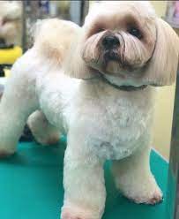 18 Best Lhasa Apso Haircuts For Dog Lovers The Paws Lhasa Apso Lhasa Apso Puppies Dog Lovers