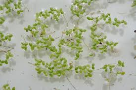 Image result for Wolffia