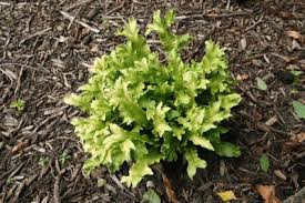 Image result for Asplenium elliottii