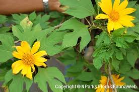 Image result for Tithonia diversifolia