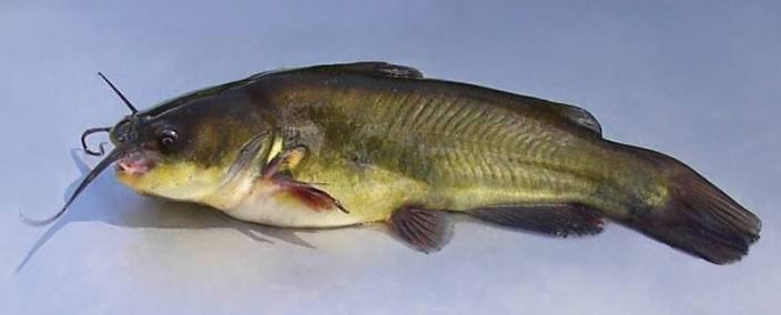 Black Bullhead