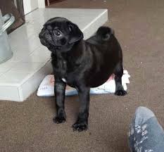 We did not find results for: Where To Buy Black Pug Puppies For Sale In Ma