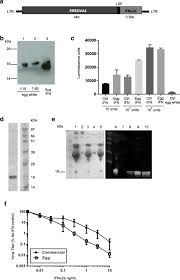 Nov 10, 2014 · this book introduces fundamental principles and practical application of techniques used in the scalable production of biopharmaceuticals with animal cell cultures. A Chicken Bioreactor For Efficient Production Of Functional Cytokines Bmc Biotechnology Full Text