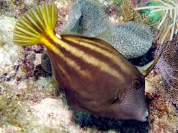 In the wild it feeds almost exclusively on. Orangespotted Filefish Cantherhines Pullus Filefishes Caribbean Reefs