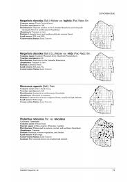 Image result for Micrococca capensis