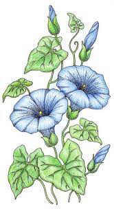 Morning Glory Coloring Pages Morning Glory Flower Sketches Flower Painting Flower Drawing