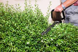 Um die frage zu klären, wann die hecke zu schneiden ist, sollte der hobbygärtner folgend aufgeführte aspekte beachten. Gesetzliche Bestimmungen Fur Den Heckenschnitt Tipps