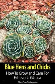 Maybe you would like to learn more about one of these? Echeveria Glauca How To Care For The Blue Hens And Chicks Echeveria Glauca Hens And Chicks Echeveria