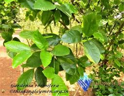 Image result for Gardenia resinifera