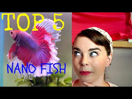 TOP 5 BEGINNER FISH FOR NANO TANKS