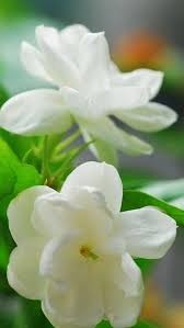 Elegant Jasmine Flower Macro Iphone 5s Wallpaper Download Iphone Wallpapers Ipad Wallpapers One Sto Rose Flower Wallpaper Hd Flower Wallpaper Jasmine Flower