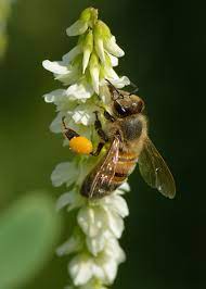 Check spelling or type a new query. List Of Honey Plants Wikipedia