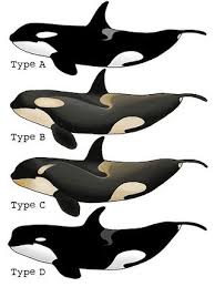 Jetzt haben forscher bestätigt, dass sich grönlandwale vor allem aus furcht vor den orcas im eis. Type D Neue Orca Unterart In Der Antarktis Meertext