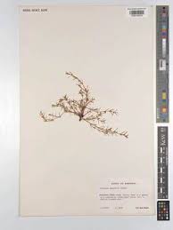 Image result for Crassula granvikii