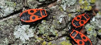 La Vie Passionnante Des Gendarmes Zoom Nature