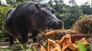 Pablo Escobar's Hippos' Poop Is Creating an Ecological Disaster