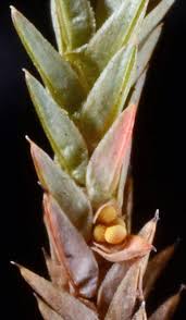 Image result for Selaginella chevalieri