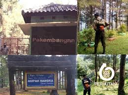 Desa setianegara, kecamatan cilimus, kabupaten kuningan lumbu, cigugur, kabupaten kuningan, jawa barat. Perum Perhutani