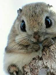 Ich Habe Noch Nie Etwas Schoneres Gesehen Animaux Tiere Happytiere Schonetiere Lustigertiere Beaut 2020 Hayvan Bebekler Sevimli Hayvan Yavrulari Hayvanlar