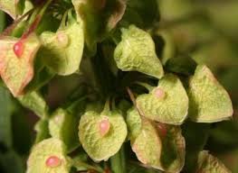 Image result for Rumex crispus