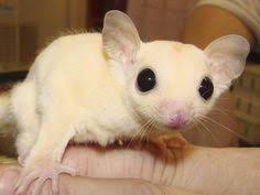 Enfim, além dessa característica, ele é um bichinho planador. 41 Melhor Ideia De Petauro Do Acucar Petauro Do Acucar Animais Animais Bebes