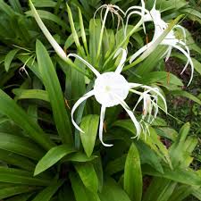 Image result for Crinum asiaticum