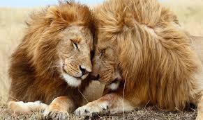 265,400 likes · 9,507 talking about this. 20 Curiosidades De Los Leones Los Reyes De La Sabana