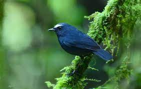 Bulu pada bagian kepalanya berwarna hitam pekat lalu bulu pada. Download Suara Burung Decu Mini Ngerol Gacor Mp3 Harga