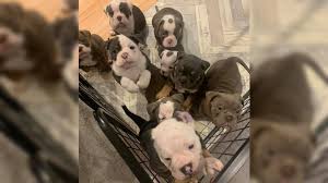 Bulldog puppies are available for sale and adoption in india. English Bulldog Puppies Returned Home By Pawsome Police Work Bbc News