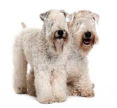 The wheaten shares a common ancestry with both the irish and kerry blue terrier and is distinguished by his soft silky coat and merry disposition. How To Groom A Wheaten Terrier Lovetoknow