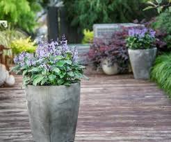 Die Weihrauch Pflanze Eine Pflegeleichte Duftende Schonheit Fur Haus Und Garten In 2020 Pflanzen Weihrauch Pflanze Lavendel Pflanzen