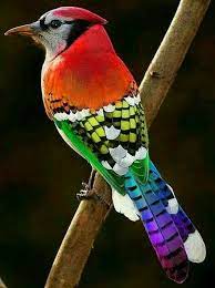 Check spelling or type a new query. The Rainbow Jay Photoshopped Be Your Own Birder