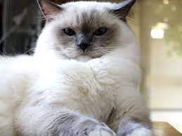 Ragdoll Cat Pictures Personality And How To Care For Your Ragdoll Cat Fluffy Cat Breeds Cat Breeds Ragdoll Cat