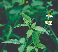 Image result for Bidens pilosa