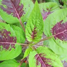 Image result for Amaranthus dubius
