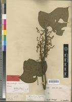 Image result for Macaranga angolensis