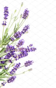 Lavender Flowers On White Background Lavender Wallpaper Lavender Aesthetic Flower Pictures